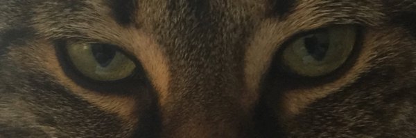 Cutone19 Profile Banner