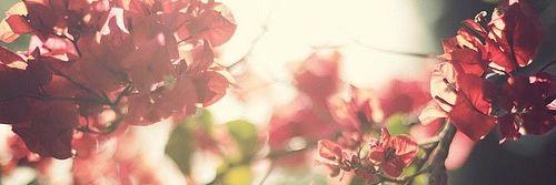 VivasAndreaM's profile banner image