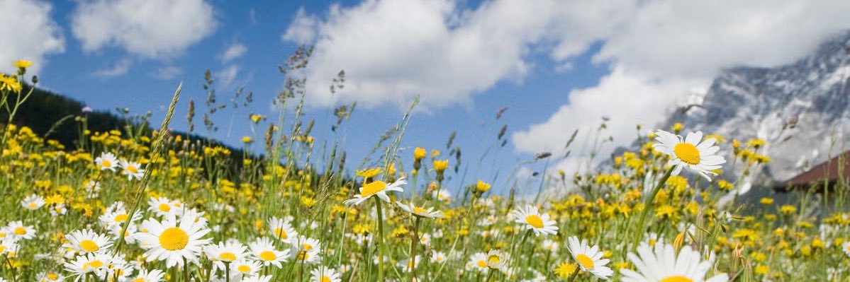 sierraaaaa ✨ banner