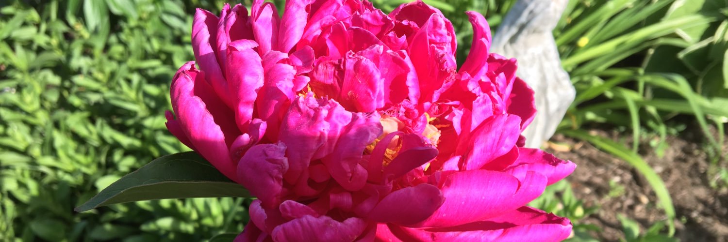 Jacqueline Straub banner
