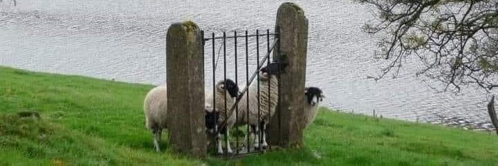 True Democracy banner