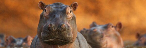 fraversion Profile Banner