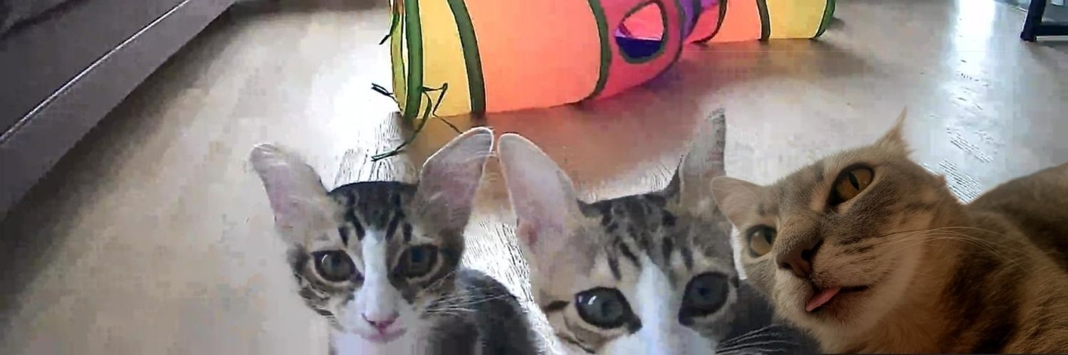 Pamuk banner