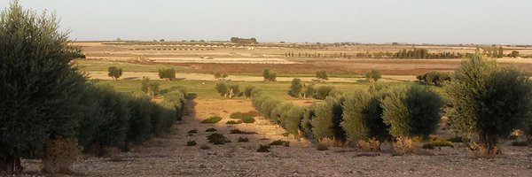 MaximoFlorin Profile Banner