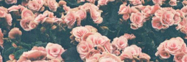 shea_deer's profile banner image
