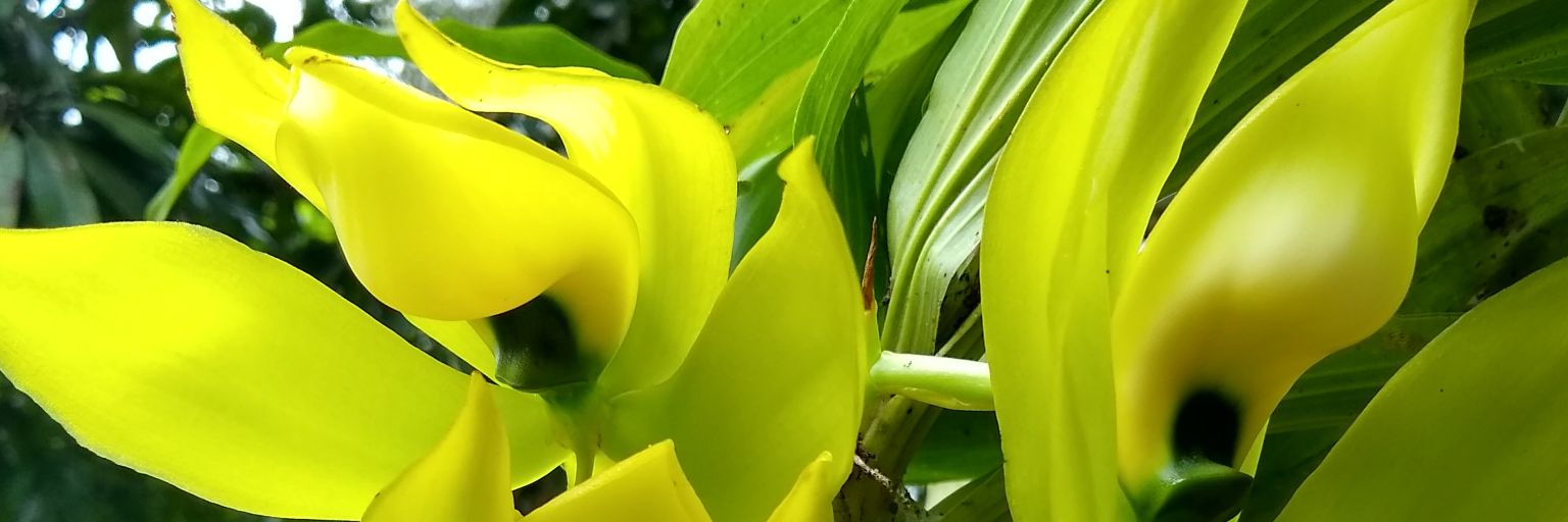 silvana_crispi's profile banner image
