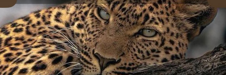 vitnnes's profile banner image
