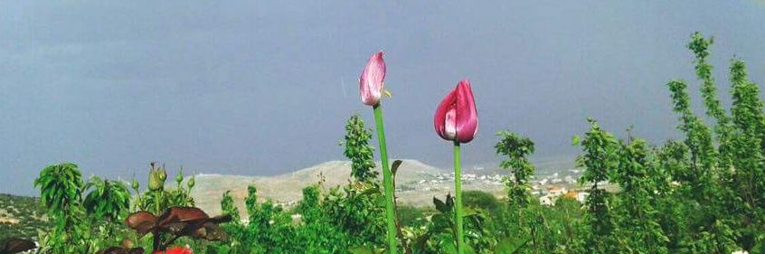 alaghperi's profile banner image