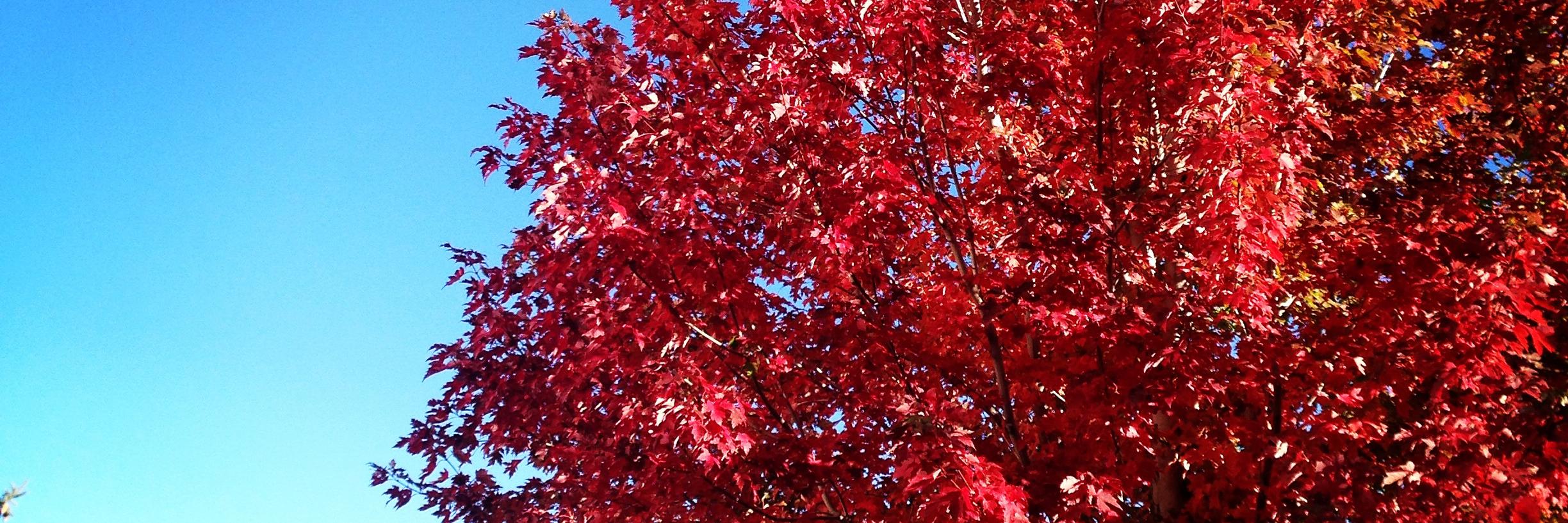 RobynSmolin's profile banner image