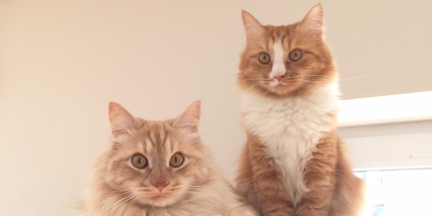 katzothek's profile banner image