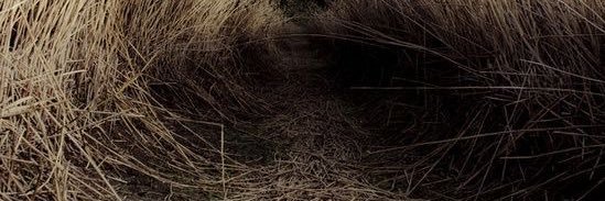 🦅 banner