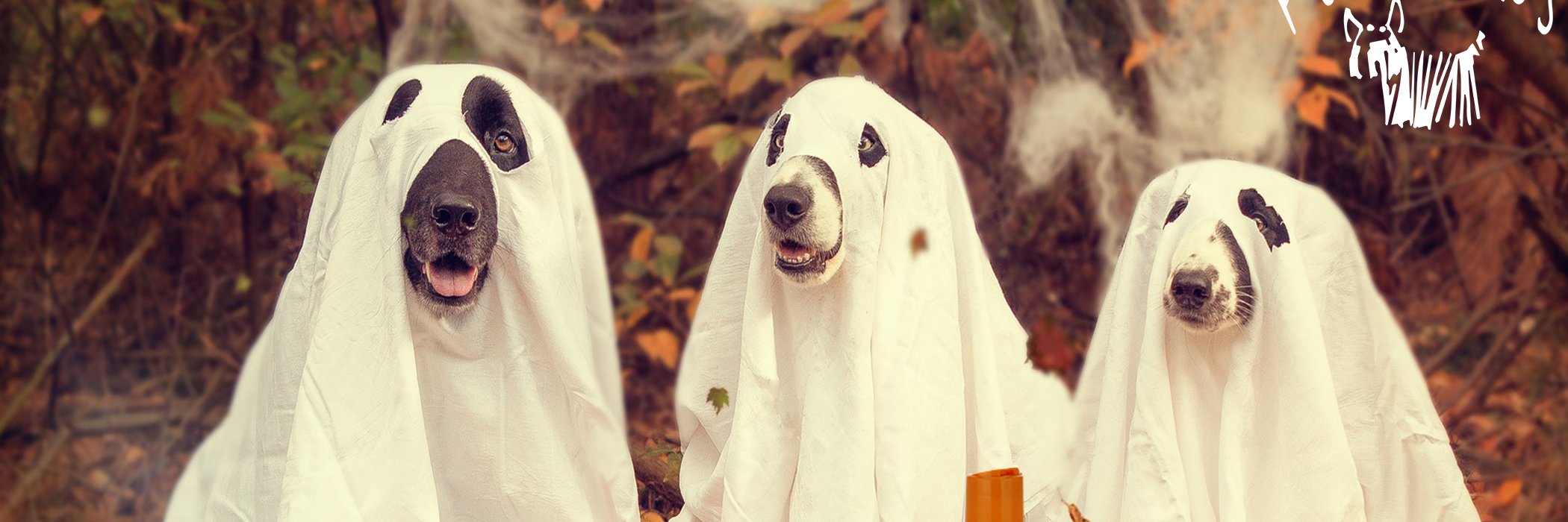 PurePawsInc's profile banner image