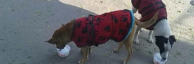 ForTheFurKids's profile banner image