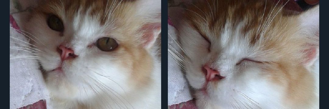 _wni_'s profile banner image