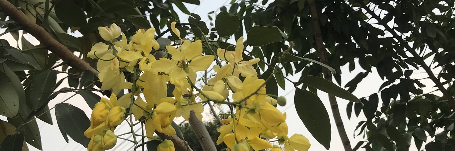 PedritoIniguez's profile banner image