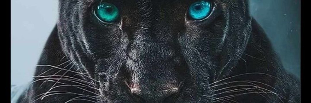 TiBeu2's profile banner image