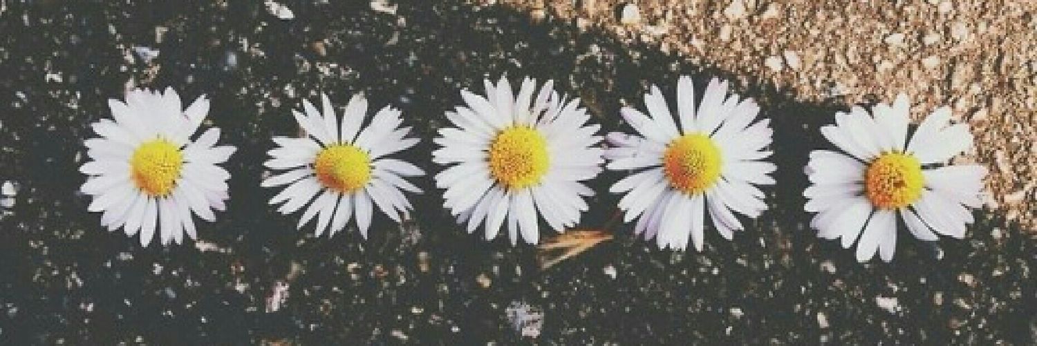 CamiDriussi_Ok's profile banner image