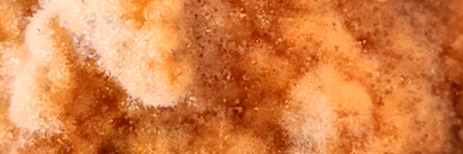 EchoFlyGirl's profile banner image