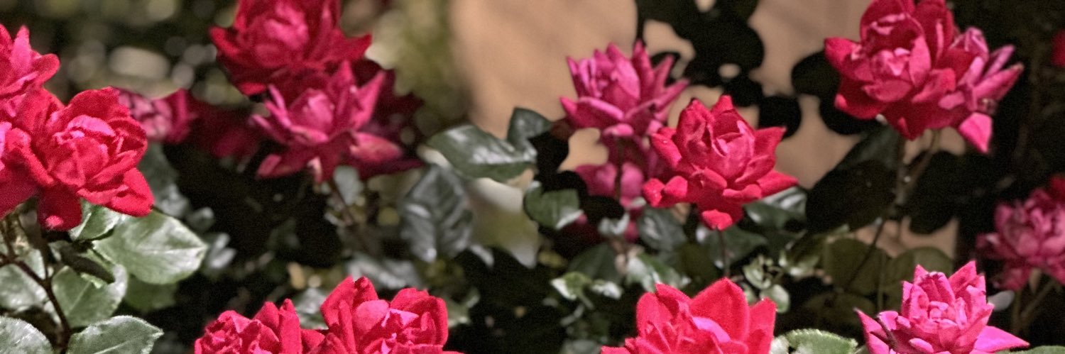 John Terranova banner