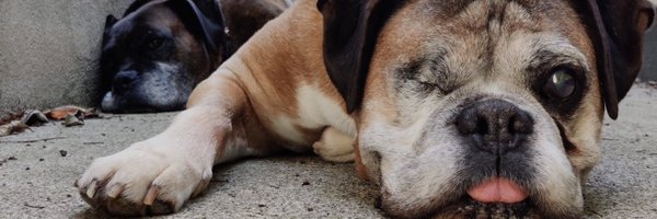 jimdundrum Profile Banner