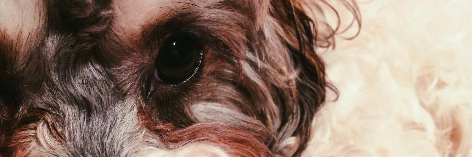 poodlelover709's profile banner image