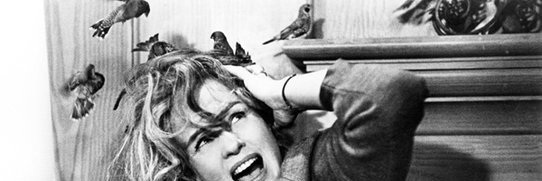 Stephanie J. Eder banner