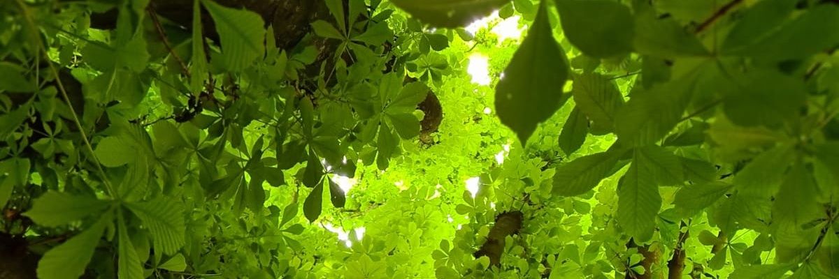 egalso's profile banner image