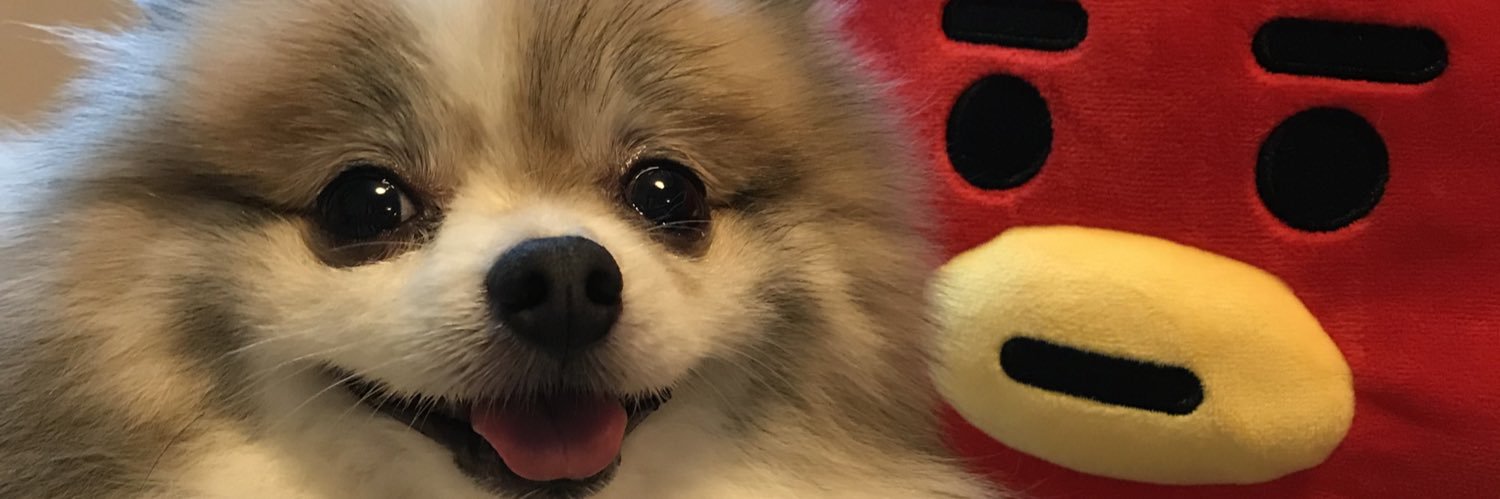 ポメラニアン banner
