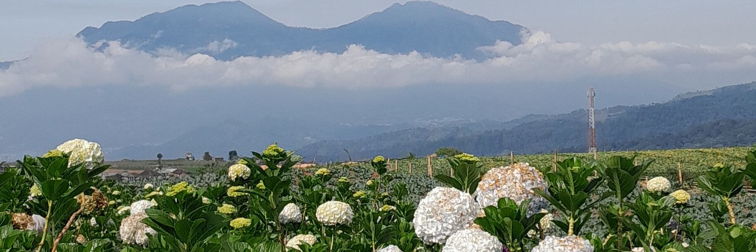latifaOfi's profile banner image