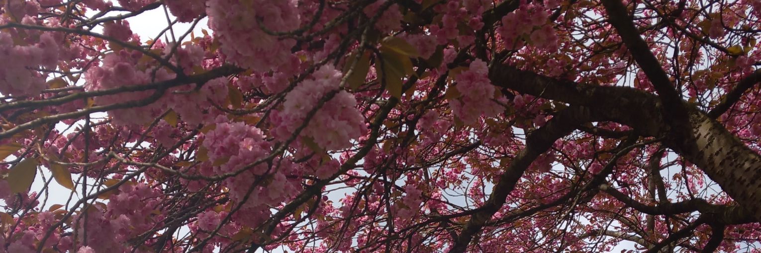 Abi 🥰 𐚁 banner