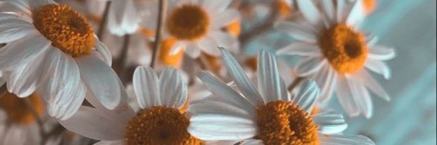 primadafabas's profile banner image