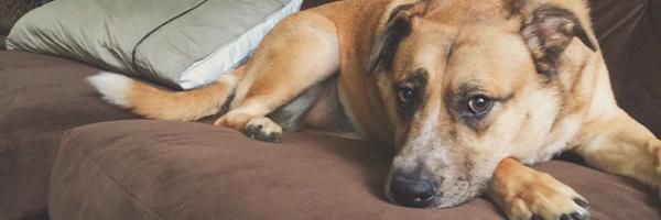 Brax Profile Banner