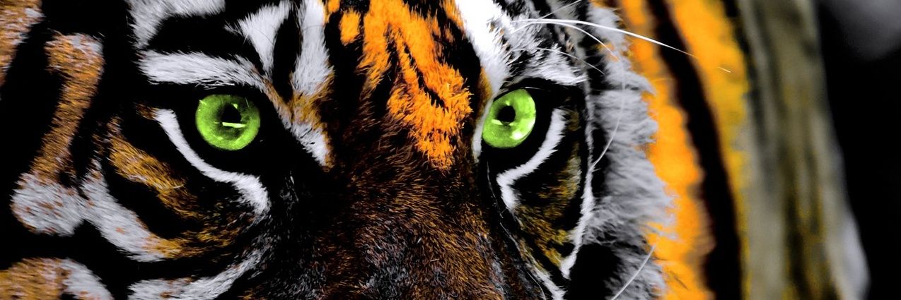 KevinThoby's profile banner image