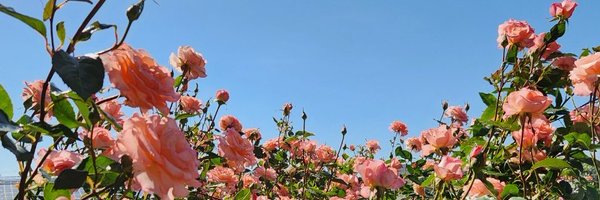 Cotona_noco Profile Banner