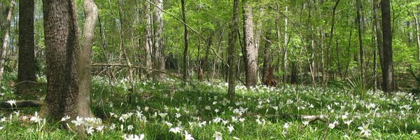 ForestLawProf Profile Banner