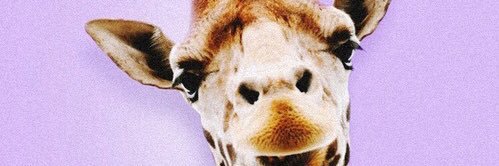 WoodhousePoppy's profile banner image