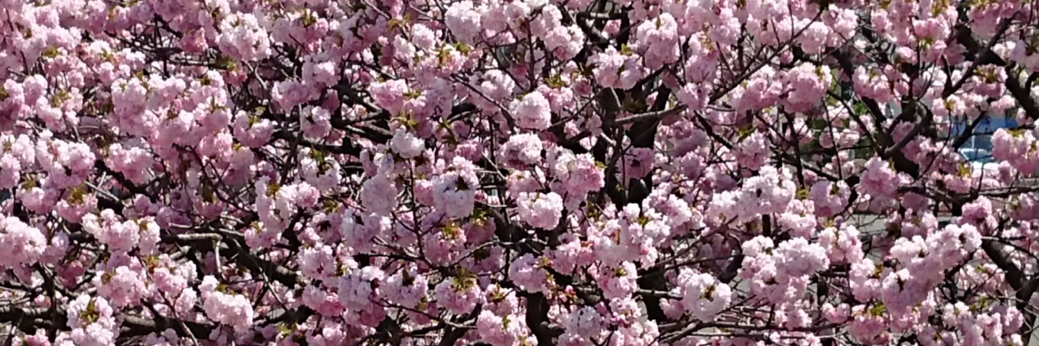 kirschbaumxmoon's profile banner image