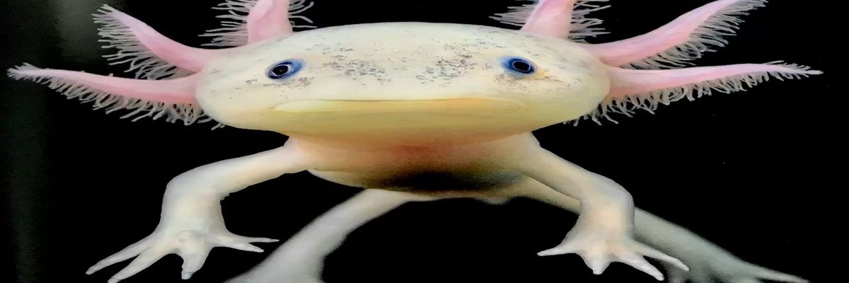 martingnaki's profile banner image