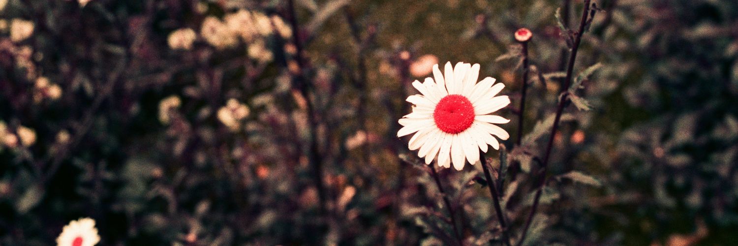 rumeia's profile banner image