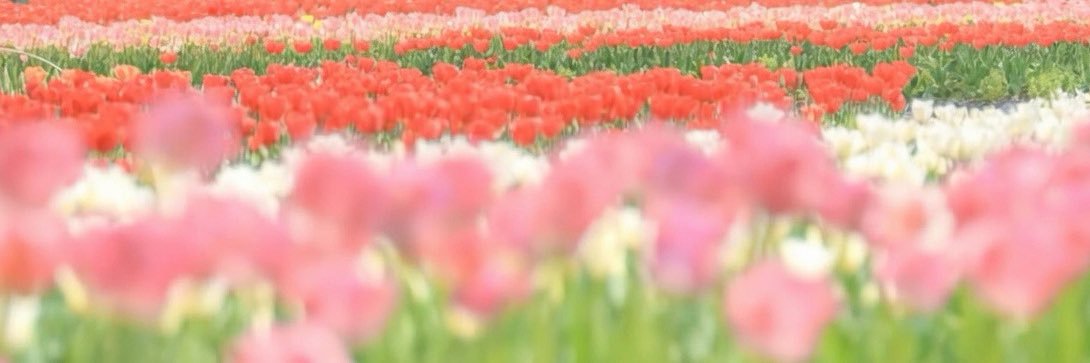 あちゃんまん banner