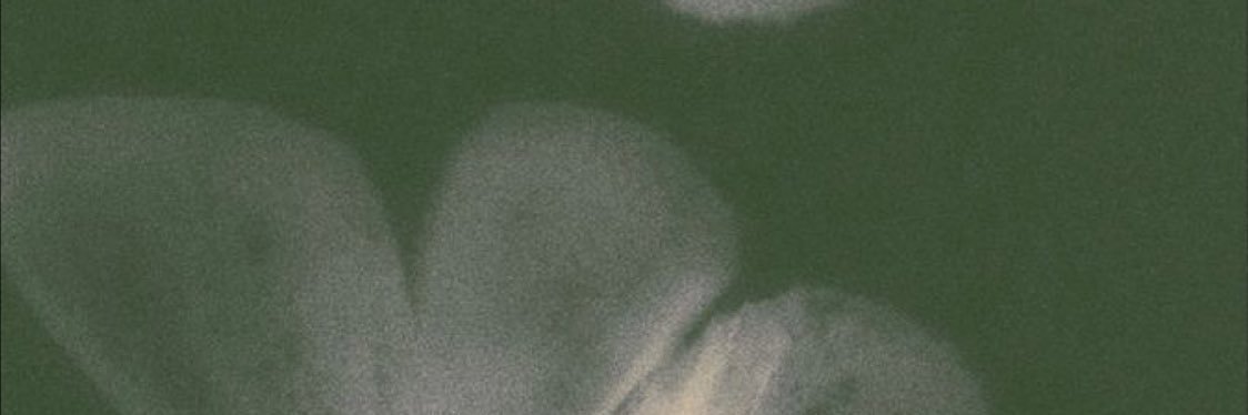 carolinazambujo's profile banner image