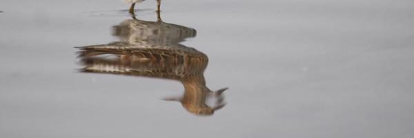 WanderingBirder Profile Banner