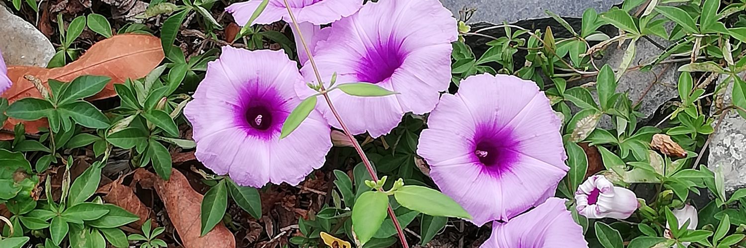 little_ari_'s profile banner image