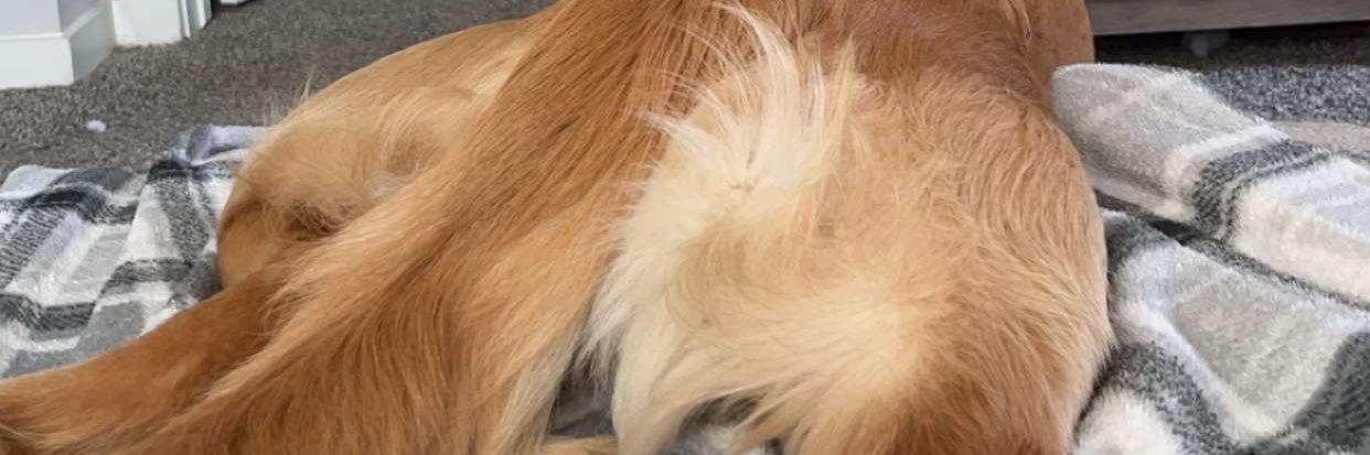 pretty boi flaco banner