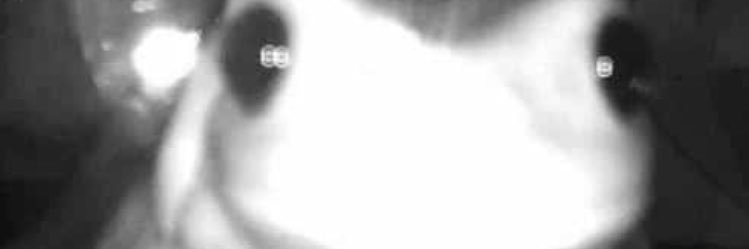 natanmlleite's profile banner image