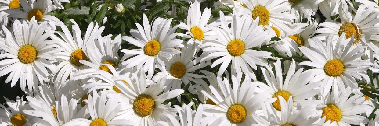 DebDenese's profile banner image