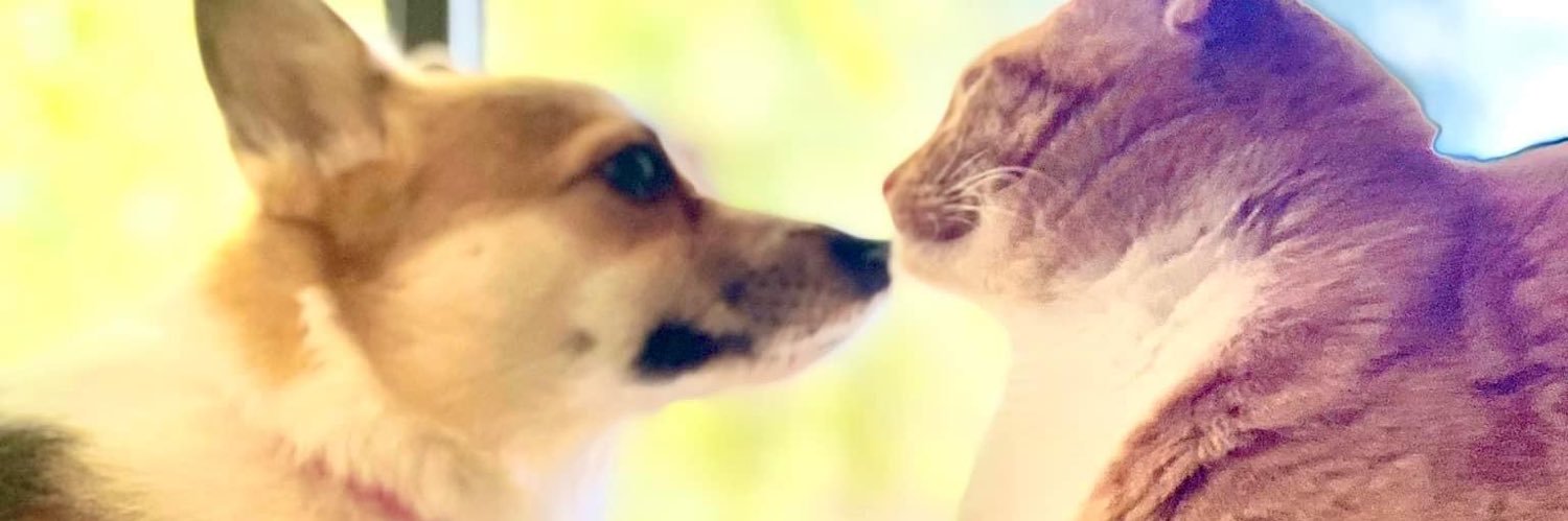 AndrewSpingola's profile banner image