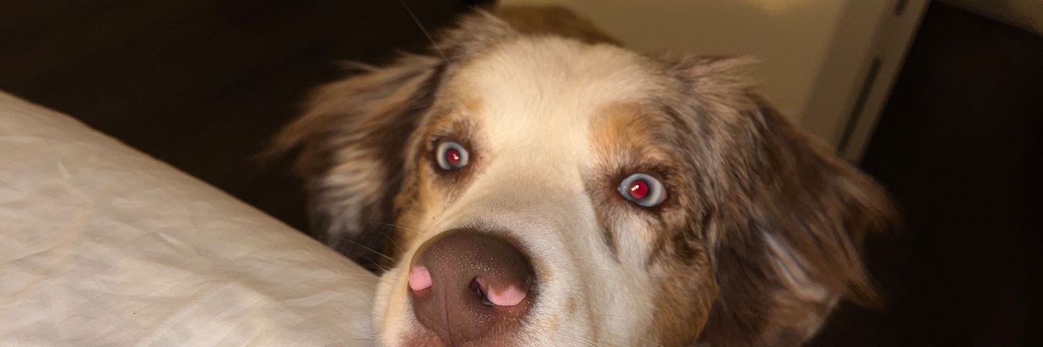 dylansipler's profile banner image