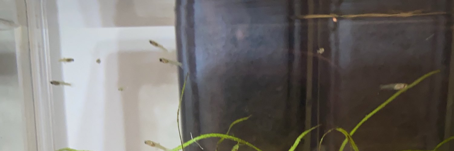 tayuri49's profile banner image
