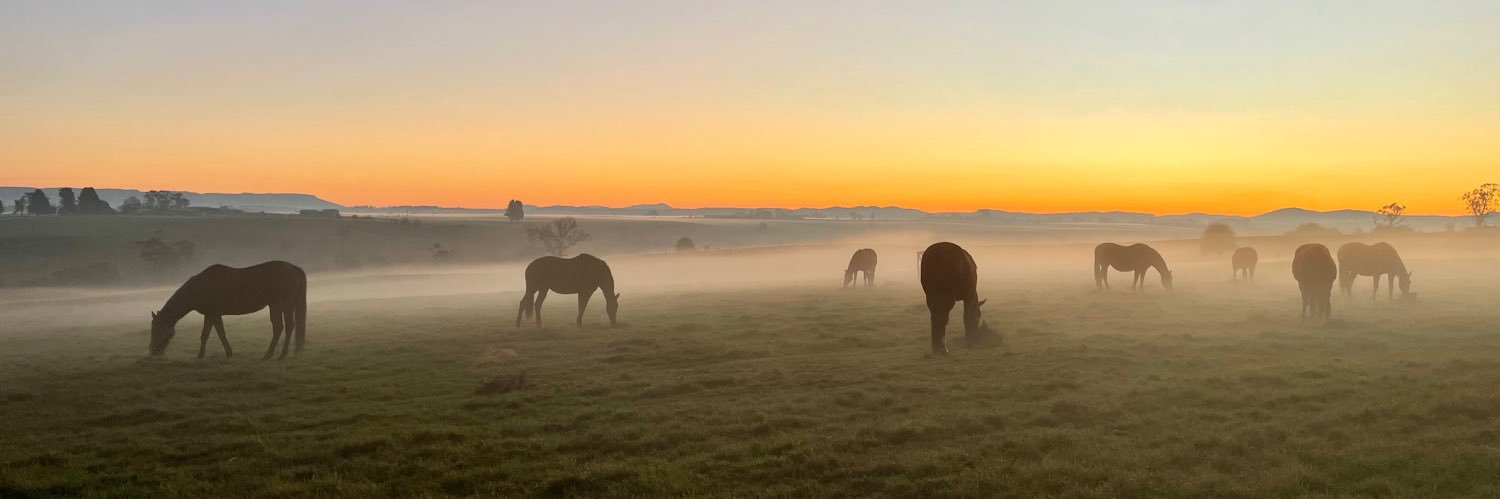 Macleay Th'bred Stud banner